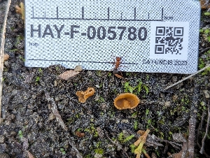  ( - HAY-F-005780)  @11 [ ] by-nc (2023) Stu Pickell Fungal Diversity Survey