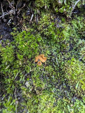  ( - HAY-F-005780)  @11 [ ] by-nc (2023) Stu Pickell Fungal Diversity Survey