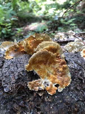  ( - HAY-F-006124)  @11 [ ] by-nc (2023) Dean Lyons Fungal Diversity Survey
