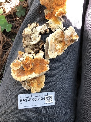  ( - HAY-F-006124)  @11 [ ] by-nc (2023) Dean Lyons Fungal Diversity Survey