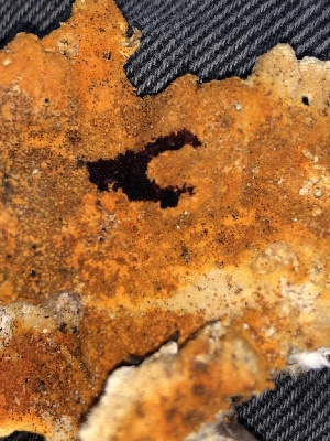 ( - HAY-F-006124)  @11 [ ] by-nc (2023) Dean Lyons Fungal Diversity Survey