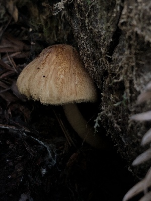  ( - HAY-F-006123)  @11 [ ] by-nc (2023) Dean Lyons Fungal Diversity Survey