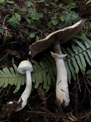  ( - HAY-F-006121)  @11 [ ] by-nc (2023) Dean Lyons Fungal Diversity Survey