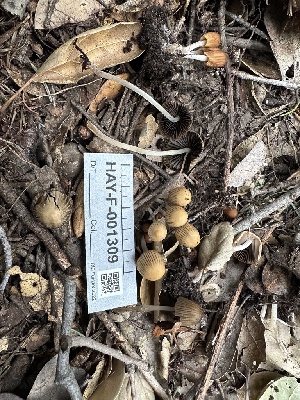  ( - HAY-F-001309)  @11 [ ] by-nc (2023) Aaron Tupac Fungal Diversity Survey