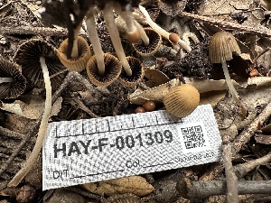  ( - HAY-F-001309)  @11 [ ] by-nc (2023) Aaron Tupac Fungal Diversity Survey