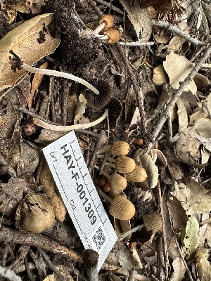 ( - HAY-F-001309)  @11 [ ] by-nc (2023) Aaron Tupac Fungal Diversity Survey