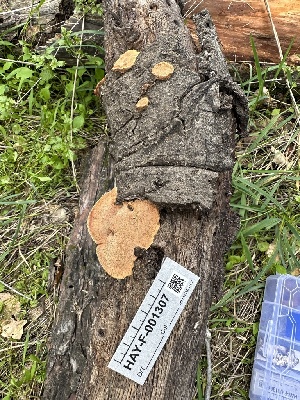  ( - HAY-F-001307)  @11 [ ] by-nc (2023) Aaron Tupac Fungal Diversity Survey