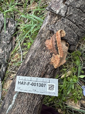  ( - HAY-F-001307)  @11 [ ] by-nc (2023) Aaron Tupac Fungal Diversity Survey
