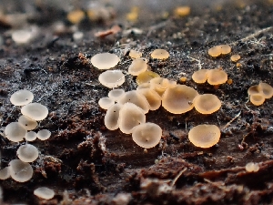  (Orbilia sp. CA03 - HAY-F-003243)  @11 [ ] by (2023) Mandy Hackney Fungal Diversity Survey