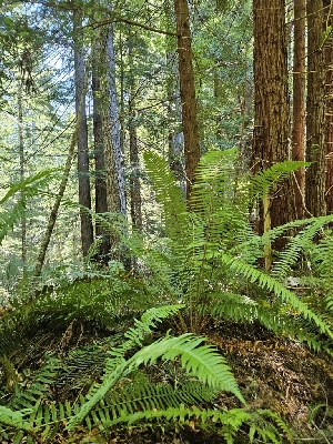  ( - HAY-F-003243)  @11 [ ] by (2023) Mandy Hackney Fungal Diversity Survey