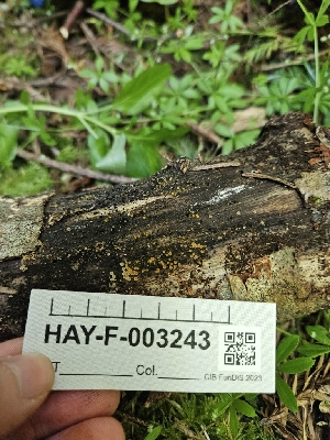 ( - HAY-F-003243)  @11 [ ] by (2023) Mandy Hackney Fungal Diversity Survey