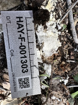  (Postia sp. CA01 - HAY-F-001303)  @11 [ ] by-nc (2023) Aaron Tupac Fungal Diversity Survey
