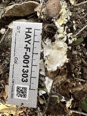  ( - HAY-F-001303)  @11 [ ] by-nc (2023) Aaron Tupac Fungal Diversity Survey