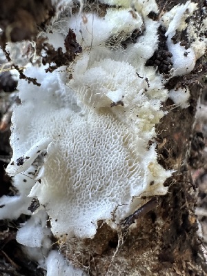  ( - HAY-F-001303)  @11 [ ] by-nc (2023) Aaron Tupac Fungal Diversity Survey