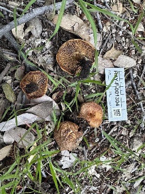  (Mallocybe sp. CA01 - HAY-F-001304)  @11 [ ] by-nc (2023) Aaron Tupac Fungal Diversity Survey
