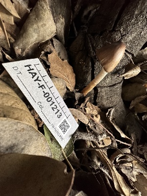  (Psathyrella longipes - HAY-F-001213)  @11 [ ] by-nc (2023) Aaron Tupac Fungal Diversity Survey