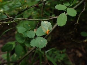  ( - HAY-F-005017)  @11 [ ] by-nc (2023) Sadie Hickey Fungal Diversity Survey