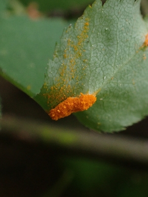  ( - HAY-F-005017)  @11 [ ] by-nc (2023) Sadie Hickey Fungal Diversity Survey