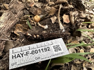  ( - HAY-F-001192)  @11 [ ] by-nc (2023) Aaron Tupac Fungal Diversity Survey