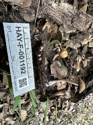  ( - HAY-F-001192)  @11 [ ] by-nc (2023) Aaron Tupac Fungal Diversity Survey
