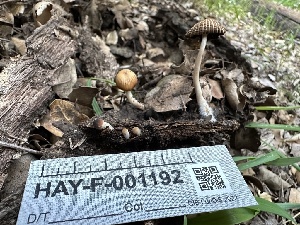  ( - HAY-F-001192)  @11 [ ] by-nc (2023) Aaron Tupac Fungal Diversity Survey