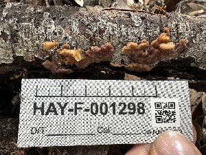  ( - HAY-F-001298)  @11 [ ] by-nc (2023) Aaron Tupac Fungal Diversity Survey