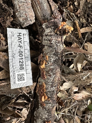  ( - HAY-F-001298)  @11 [ ] by-nc (2023) Aaron Tupac Fungal Diversity Survey