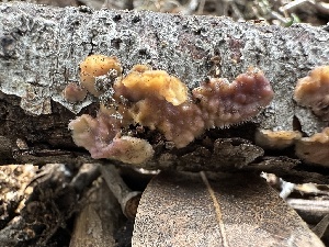  ( - HAY-F-001298)  @11 [ ] by-nc (2023) Aaron Tupac Fungal Diversity Survey