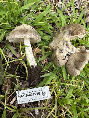  ( - HAY-F-001216)  @11 [ ] by-nc (2023) Aaron Tupac Fungal Diversity Survey