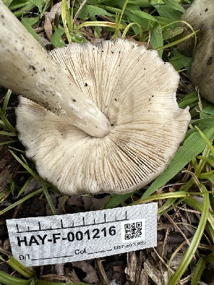  ( - HAY-F-001216)  @11 [ ] by-nc (2023) Aaron Tupac Fungal Diversity Survey