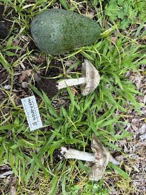  ( - HAY-F-001216)  @11 [ ] by-nc (2023) Aaron Tupac Fungal Diversity Survey