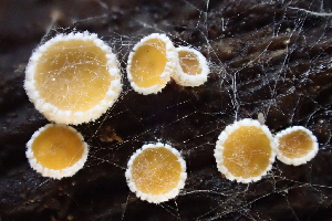  ( - HAY-F-005442)  @11 [ ] by-nc (2023) Damon Tighe Fungal Diversity Survey