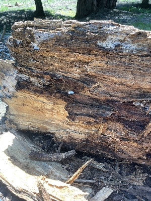  ( - HAY-F-005442)  @11 [ ] by-nc (2023) Damon Tighe Fungal Diversity Survey