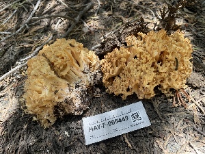  ( - HAY-F-005449)  @11 [ ] by-nc (2023) Damon Tighe Fungal Diversity Survey