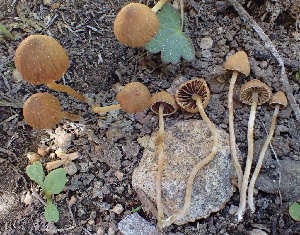  (Psathyrella seymourensis - HAY-F-005455)  @11 [ ] by-nc (2023) Damon Tighe Fungal Diversity Survey