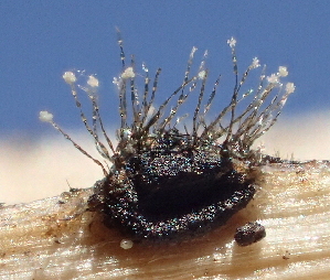  (Botrytis - HAY-F-005459)  @11 [ ] by-nc (2023) Damon Tighe Fungal Diversity Survey