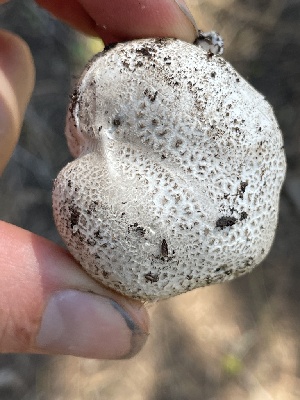  ( - HAY-F-005461)  @11 [ ] by-nc (2023) Damon Tighe Fungal Diversity Survey