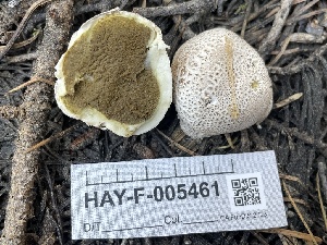  ( - HAY-F-005461)  @11 [ ] by-nc (2023) Damon Tighe Fungal Diversity Survey