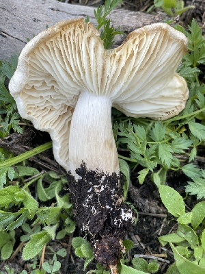  (Megacollybia fallax - HAY-F-005395)  @11 [ ] by-nc (2023) Damon Tighe Fungal Diversity Survey