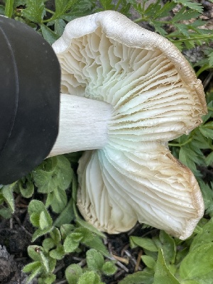  ( - HAY-F-005395)  @11 [ ] by-nc (2023) Damon Tighe Fungal Diversity Survey