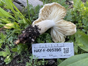  ( - HAY-F-005395)  @11 [ ] by-nc (2023) Damon Tighe Fungal Diversity Survey