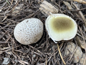  ( - HAY-F-005417)  @11 [ ] by-nc (2023) Damon Tighe Fungal Diversity Survey
