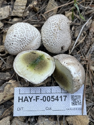 ( - HAY-F-005417)  @11 [ ] by-nc (2023) Damon Tighe Fungal Diversity Survey