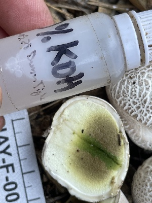  ( - HAY-F-005417)  @11 [ ] by-nc (2023) Damon Tighe Fungal Diversity Survey