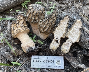  ( - HAY-F-005401)  @11 [ ] by-nc (2023) Damon Tighe Fungal Diversity Survey