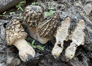  (Morchella brunnea - HAY-F-005401)  @11 [ ] by-nc (2023) Damon Tighe Fungal Diversity Survey