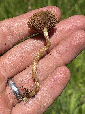  ( - HAY-F-005413)  @11 [ ] by-nc (2023) Damon Tighe Fungal Diversity Survey