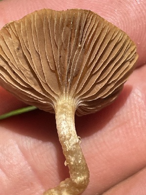  ( - HAY-F-005413)  @11 [ ] by-nc (2023) Damon Tighe Fungal Diversity Survey