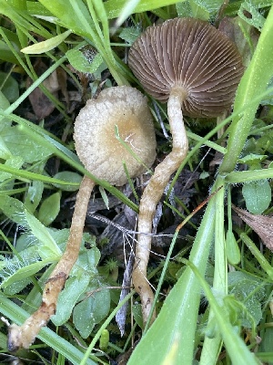  ( - HAY-F-005413)  @11 [ ] by-nc (2023) Damon Tighe Fungal Diversity Survey