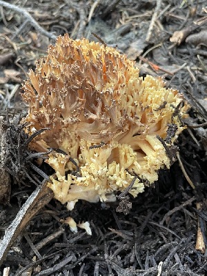  ( - HAY-F-005408)  @11 [ ] by-nc (2023) Damon Tighe Fungal Diversity Survey